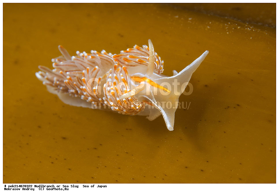 �������� ����, ���������������, ���������������, �������, ����������, ����������, ���������� ����, ����������, ��������, ����� �����, ����� ������, ��������, ��������� ����, �������� ����, ��������, ����, �������� ����, ����, �����, ������, ���������������, ��������, ��������, ����, �������, �������, ���, ���������, ���������, ��������� ���, �������������, �������������, ������������, ��������� ����, �����, �����, �������, ��������������, ������������, �������, Hermissenda crassicornis, ������������ �������, ������� �������, ������������, ������������,  ����������, ����������, ���������, ��������, ���������, ��������� ����������, ���, ���������, dive, diving, ��������� ����, ���������������, ���������������, ������� ������, ����������, ����������, ���������� ����, ����������, ��������, ������, �������, ����� �����, ����� ������, ���������, ��������� ����, ��������, ��������, �������� ����, �������� ����, ���������, ���, �����, ����, ����, ����, ������, ������, ������, �����, ������������, �������, ����� �������, ����������, ��������, ��������, ��������, �������, ������, ������, ����, �������, ��������, ����, ����, �������, �������, ��, ���������, ���������, ������, ��������, ��, ���, ���������, ���������, ���������, ��������� ���, ��������� ������, �������, �������, �������, �������,