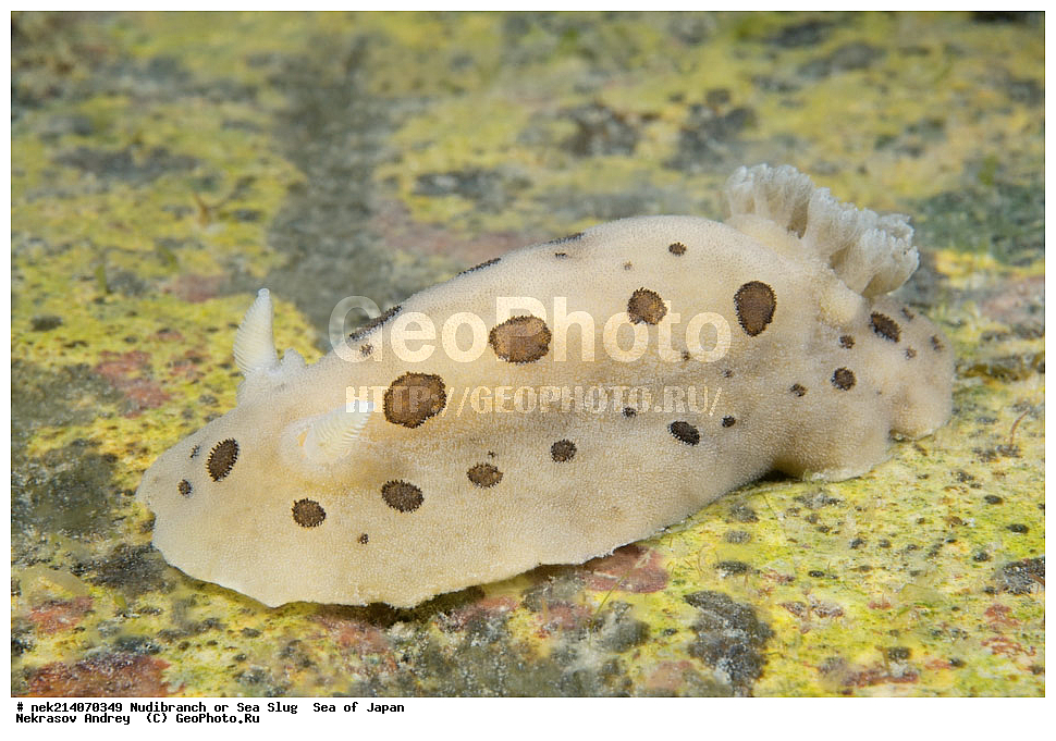 �������� ����, ���������������, ���������������, �������, ����������, ����������, ���������� ����, ����������, ��������, ����� �����, ����� ������, ��������, ��������� ����, �������� ����, ��������, ����, �������� ����, ����, �����, ������, ���������������, ��������, ��������, ����, �������, �������, ���, ���������, ���������, ��������� ���, �������������, �������������, ������������, ��������� ����, �����, �����, �������, ��������������, ������������, �������, Diaulula sandiegensis, ������������ �������, ������� �������, ������������, ������������,  ����������, ����������, ���������, ��������, ���������, ��������� ����������, ���, ���������, dive, diving, ��������� ����, ���������������, ���������������, ������� ������, ����������, ����������, ���������� ����, ����������, ��������, ������, �������, ����� �����, ����� ������, ���������, ��������� ����, ��������, ��������, �������� ����, �������� ����, ���������, ���, �����, ����, ����, ����, ������, ������, ������, �����, ������������, �������, ����� �������, ����������, ��������, ��������, ��������, �������, ������, ������, ����, �������, ��������, ����, ����, �������, �������, ��, ���������, ���������, ������, ��������, ��, ���, ���������, ���������, ���������, ��������� ���, ��������� ������, �������, �������, �������, �������,