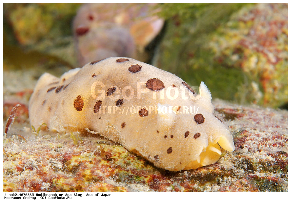 �������� ����, ���������������, ���������������, �������, ����������, ����������, ���������� ����, ����������, ��������, ����� �����, ����� ������, ��������, ��������� ����, �������� ����, ��������, ����, �������� ����, ����, �����, ������, ���������������, ��������, ��������, ����, �������, �������, ���, ���������, ���������, ��������� ���, �������������, �������������, ������������, ��������� ����, �����, �����, �������, ��������������, ������������, �������, Diaulula sandiegensis, ������������ �������, ������� �������, ������������, ������������,  ����������, ����������, ���������, ��������, ���������, ��������� ����������, ���, ���������, dive, diving, ��������� ����, ���������������, ���������������, ������� ������, ����������, ����������, ���������� ����, ����������, ��������, ������, �������, ����� �����, ����� ������, ���������, ��������� ����, ��������, ��������, �������� ����, �������� ����, ���������, ���, �����, ����, ����, ����, ������, ������, ������, �����, ������������, �������, ����� �������, ����������, ��������, ��������, ��������, �������, ������, ������, ����, �������, ��������, ����, ����, �������, �������, ��, ���������, ���������, ������, ��������, ��, ���, ���������, ���������, ���������, ��������� ���, ��������� ������, �������, �������, �������, �������,