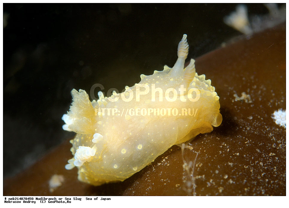 �������� ����, ���������������, ���������������, �������, ����������, ����������, ���������� ����, ����������, ��������, ����� �����, ����� ������, ��������, ��������� ����, �������� ����, ��������, ����, �������� ����, ����, �����, ������, ���������������, ��������, ��������, ����, �������, �������, ���, ���������, ���������, ��������� ���, �������������, �������������, ������������, ��������� ����, �����, �����, �������, ��������������, ������������, �������, Palio dubia, ������������ �������, ������� �������, ������������, ������������,  ����������, ����������, ���������, ��������, ���������, ��������� ����������, ���, ���������, dive, diving, ��������� ����, ���������������, ���������������, ������� ������, ����������, ����������, ���������� ����, ����������, ��������, ������, �������, ����� �����, ����� ������, ���������, ��������� ����, ��������, ��������, �������� ����, �������� ����, ���������, ���, �����, ����, ����, ����, ������, ������, ������, �����, ������������, �������, ����� �������, ����������, ��������, ��������, ��������, �������, ������, ������, ����, �������, ��������, ����, ����, �������, �������, ��, ���������, ���������, ������, ��������, ��, ���, ���������, ���������, ���������, ��������� ���, ��������� ������, �������, �������, �������, �������,