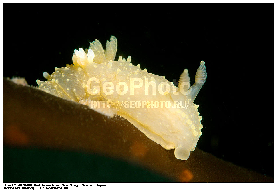 �������� ����, ���������������, ���������������, �������, ����������, ����������, ���������� ����, ����������, ��������, ����� �����, ����� ������, ��������, ��������� ����, �������� ����, ��������, ����, �������� ����, ����, �����, ������, ���������������, ��������, ��������, ����, �������, �������, ���, ���������, ���������, ��������� ���, �������������, �������������, ������������, ��������� ����, �����, �����, �������, ��������������, ������������, �������, Palio dubia, ������������ �������, ������� �������, ������������, ������������,  ����������, ����������, ���������, ��������, ���������, ��������� ����������, ���, ���������, dive, diving, ��������� ����, ���������������, ���������������, ������� ������, ����������, ����������, ���������� ����, ����������, ��������, ������, �������, ����� �����, ����� ������, ���������, ��������� ����, ��������, ��������, �������� ����, �������� ����, ���������, ���, �����, ����, ����, ����, ������, ������, ������, �����, ������������, �������, ����� �������, ����������, ��������, ��������, ��������, �������, ������, ������, ����, �������, ��������, ����, ����, �������, �������, ��, ���������, ���������, ������, ��������, ��, ���, ���������, ���������, ���������, ��������� ���, ��������� ������, �������, �������, �������, �������,