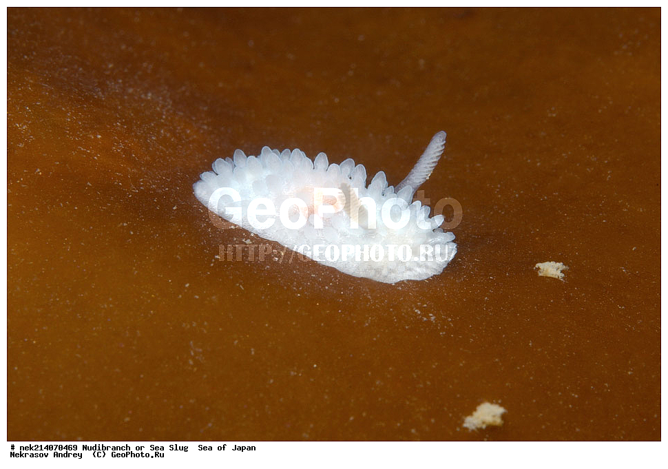 �������� ����, ���������������, ���������������, �������, ����������, ����������, ���������� ����, ����������, ��������, ����� �����, ����� ������, ��������, ��������� ����, �������� ����, ��������, ����, �������� ����, ����, �����, ������, ���������������, ��������, ��������, ����, �������, �������, ���, ���������, ���������, ��������� ���, �������������, �������������, ������������, ��������� ����, �����, �����, �������, ��������������, ������������, �������, Onchidoris macropompa, ������������ �������, ������� �������, ������������, ������������,  ����������, ����������, ���������, ��������, ���������, ��������� ����������, ���, ���������, dive, diving, ��������� ����, ���������������, ���������������, ������� ������, ����������, ����������, ���������� ����, ����������, ��������, ������, �������, ����� �����, ����� ������, ���������, ��������� ����, ��������, ��������, �������� ����, �������� ����, ���������, ���, �����, ����, ����, ����, ������, ������, ������, �����, ������������, �������, ����� �������, ����������, ��������, ��������, ��������, �������, ������, ������, ����, �������, ��������, ����, ����, �������, �������, ��, ���������, ���������, ������, ��������, ��, ���, ���������, ���������, ���������, ��������� ���, ��������� ������, �������, �������, �������, �������,