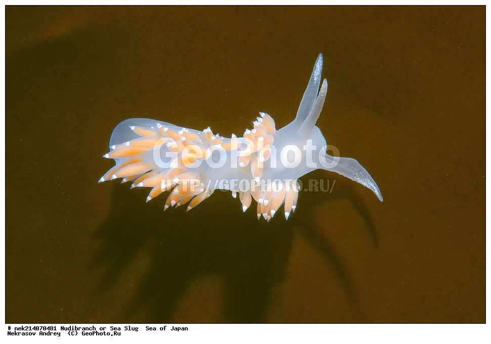 �������� ����, ���������������, ���������������, �������, ����������, ����������, ���������� ����, ����������, ��������, ����� �����, ����� ������, ��������, ��������� ����, �������� ����, ��������, ����, �������� ����, ����, �����, ������, ���������������, ��������, ��������, ����, �������, �������, ���, ���������, ���������, ��������� ���, �������������, �������������, ������������, ��������� ����, �����, �����, �������, ��������������, ������������, �������, Flabellina athadona, ������������ �������, ������� �������, ������������, ������������,  ����������, ����������, ���������, ��������, ���������, ��������� ����������, ���, ���������, dive, diving, ��������� ����, ���������������, ���������������, ������� ������, ����������, ����������, ���������� ����, ����������, ��������, ������, �������, ����� �����, ����� ������, ���������, ��������� ����, ��������, ��������, �������� ����, �������� ����, ���������, ���, �����, ����, ����, ����, ������, ������, ������, �����, ������������, �������, ����� �������, ����������, ��������, ��������, ��������, �������, ������, ������, ����, �������, ��������, ����, ����, �������, �������, ��, ���������, ���������, ������, ��������, ��, ���, ���������, ���������, ���������, ��������� ���, ��������� ������, �������, �������, �������, �������,