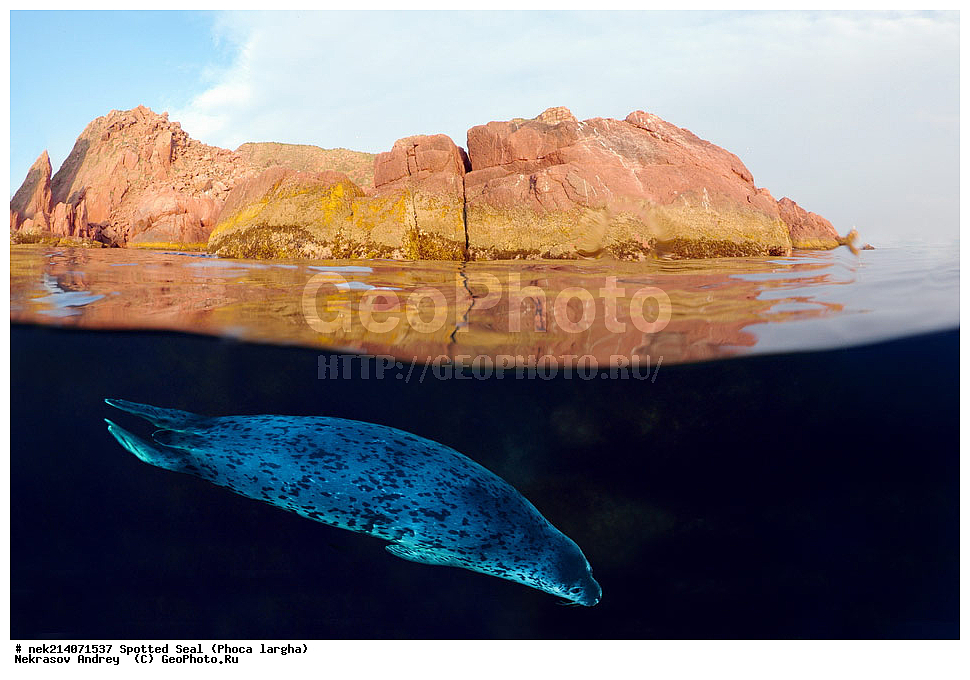 ��������, ��������, �������������, �������������, �����, �����, XYZ, ��������� ������, Phocidae, �����, ϸ����� �����, Phoca largha, Phoca vitulina largha, ���������������, ���������������, ������� ������, ������, ������, ����, �������������, �������������, �������������, ����������, ����������, ���������� ����, ����������, ��������, ������, �������, ����� �����, ����� ������, ���������, ��������� ����, ��������, ��������, �������� ����, �������� ����, ����������, ��������� ����, 
��������� ���, ���������, ���, �����, ����, ����, ������, ������, ������, �����, �������, ����� �������, ���, ����������, ��������, ��������, ��������, �������, ����, �������, �������, ��, ���������, ���������, ������, ��������, ��, ���, ���������, 
���������, ���������, ��������� ���, ��������� ������, �������, ����� �������, ����� �������, ������������, ���������, ������, �����, ������, ������, ����������, ����������, ������, ������, ������� ������, ������, ������, ����, �������, �����, ������, �������, ��������, ������; �������; ������, �����, ����, ��� �����, ����, ������� ��������, ����, ����, ����, �����, ����� ��������, ��������, �������������, �������������, ��������������, �����, ��������, �������������, ���, ����, ��������, �������������, ������������������, �������, �������������, ���������� �����, ��������� ������, �������������, ������, ������,, ������� �����, �������, �����