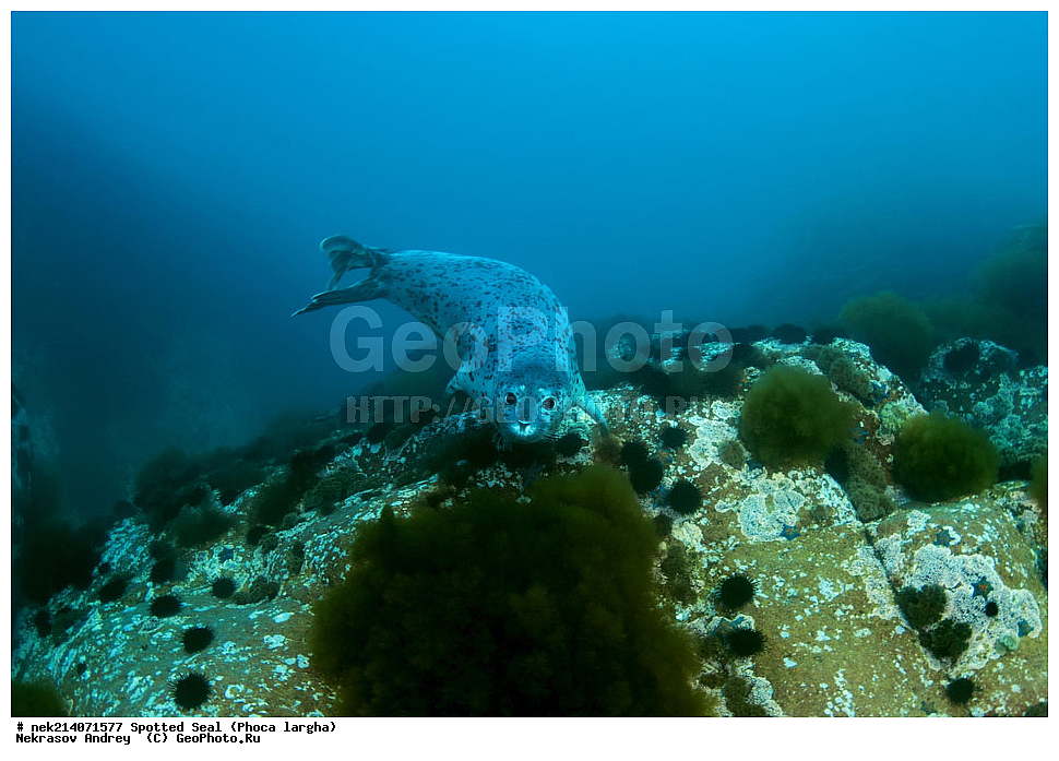 ��������, ��������, �������������, �������������, �����, �����, XYZ, ��������� ������, Phocidae, �����, ϸ����� �����, Phoca largha, Phoca vitulina largha, ���������������, ���������������, ������� ������, ������, ������, ����, �������������, �������������, �������������, ����������, ����������, ���������� ����, ����������, ��������, ������, �������, ����� �����, ����� ������, ���������, ��������� ����, ��������, ��������, �������� ����, �������� ����, ����������, ��������� ����, 
��������� ���, ���������, ���, �����, ����, ����, ������, ������, ������, �����, �������, ����� �������, ���, ����������, ��������, ��������, ��������, �������, ����, �������, �������, ��, ���������, ���������, ������, ��������, ��, ���, ���������, 
���������, ���������, ��������� ���, ��������� ������, �������, ����� �������, ����� �������, ������������, ���������, ������, �����, ������, ������, ����������, ����������, ������, ������, ������� ������, ������, ������, ����, �������, �����, ������, �������, ��������, ������; �������; ������, �����, ����, ��� �����, ����, ������� ��������, ����, ����, ����, �����, ����� ��������, ��������, �������������, �������������, ��������������, �����, ��������, �������������, ���, ����, ��������, �������������, ������������������, �������, �������������, ���������� �����, ��������� ������, �������������, ������, ������,, ������� �����, �������, �����