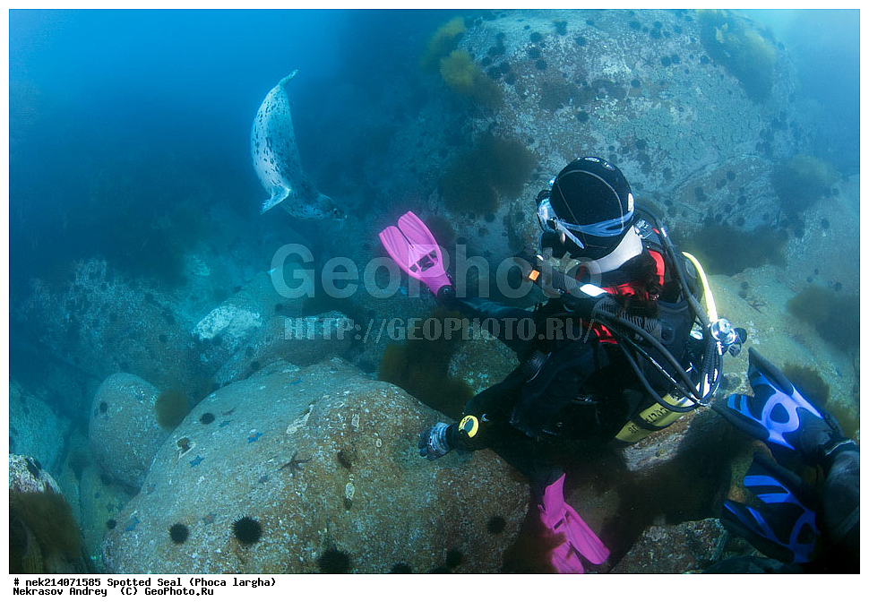 ��������, ��������, �������������, �������������, �����, �����, XYZ, ��������� ������, Phocidae, �����, ϸ����� �����, Phoca largha, Phoca vitulina largha, ���������������, ���������������, ������� ������, ������, ������, ����, �������������, �������������, �������������, ����������, ����������, ���������� ����, ����������, ��������, ������, �������, ����� �����, ����� ������, ���������, ��������� ����, ��������, ��������, �������� ����, �������� ����, ����������, ��������� ����, 
��������� ���, ���������, ���, �����, ����, ����, ������, ������, ������, �����, �������, ����� �������, ���, ����������, ��������, ��������, ��������, �������, ����, �������, �������, ��, ���������, ���������, ������, ��������, ��, ���, ���������, 
���������, ���������, ��������� ���, ��������� ������, �������, ����� �������, ����� �������, ������������, ���������, ������, �����, ������, ������, ����������, ����������, ������, ������, ������� ������, ������, ������, ����, �������, �����, ������, �������, ��������, ������; �������; ������, �����, ����, ��� �����, ����, ������� ��������, ����, ����, ����, �����, ����� ��������, ��������, �������������, �������������, ��������������, �����, ��������, �������������, ���, ����, ��������, �������������, ������������������, �������, �������������, ���������� �����, ������, �������, �����������, �����, ��������� ��������, �������, ��������� ������, �������������, ������, ������,, ������� �����, �������, �����