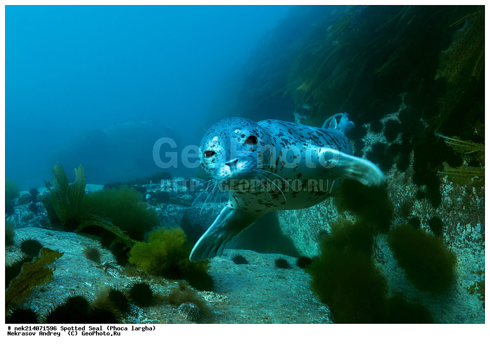 ��������, ��������, �������������, �������������, �����, �����, XYZ, ��������� ������, Phocidae, �����, ϸ����� �����, Phoca largha, Phoca vitulina largha, ���������������, ���������������, ������� ������, ������, ������, ����, �������������, �������������, �������������, ����������, ����������, ���������� ����, ����������, ��������, ������, �������, ����� �����, ����� ������, ���������, ��������� ����, ��������, ��������, �������� ����, �������� ����, ����������, ��������� ����, 
��������� ���, ���������, ���, �����, ����, ����, ������, ������, ������, �����, �������, ����� �������, ���, ����������, ��������, ��������, ��������, �������, ����, �������, �������, ��, ���������, ���������, ������, ��������, ��, ���, ���������, 
���������, ���������, ��������� ���, ��������� ������, �������, ����� �������, ����� �������, ������������, ���������, ������, �����, ������, ������, ����������, ����������, ������, ������, ������� ������, ������, ������, ����, �������, �����, ������, �������, ��������, ������; �������; ������, �����, ����, ��� �����, ����, ������� ��������, ����, ����, ����, �����, ����� ��������, ��������, �������������, �������������, ��������������, �����, ��������, �������������, ���, ����, ��������, �������������, ������������������, �������, �������������, ���������� �����, ��������� ������, �������������, ������, ������,, ������� �����, �������, �����