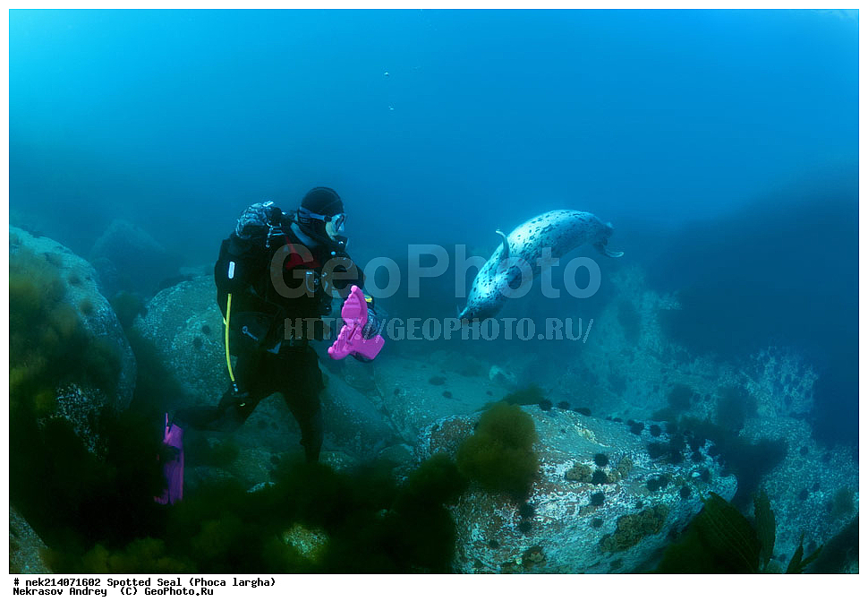 ��������, ��������, �������������, �������������, �����, �����, XYZ, ��������� ������, Phocidae, �����, ϸ����� �����, Phoca largha, Phoca vitulina largha, ���������������, ���������������, ������� ������, ������, ������, ����, �������������, �������������, �������������, ����������, ����������, ���������� ����, ����������, ��������, ������, �������, ����� �����, ����� ������, ���������, ��������� ����, ��������, ��������, �������� ����, �������� ����, ����������, ��������� ����, 
��������� ���, ���������, ���, �����, ����, ����, ������, ������, ������, �����, �������, ����� �������, ���, ����������, ��������, ��������, ��������, �������, ����, �������, �������, ��, ���������, ���������, ������, ��������, ��, ���, ���������, 
���������, ���������, ��������� ���, ��������� ������, �������, ����� �������, ����� �������, ������������, ���������, ������, �����, ������, ������, ����������, ����������, ������, ������, ������� ������, ������, ������, ����, �������, �����, ������, �������, ��������, ������; �������; ������, �����, ����, ��� �����, ����, ������� ��������, ����, ����, ����, �����, ����� ��������, ��������, �������������, �������������, ��������������, �����, ��������, �������������, ���, ����, ��������, �������������, ������������������, �������, �������������, ���������� �����, ������, �������, �����������, �����, ��������� ��������, �������, ��������� ������, �������������, ������, ������,, ������� �����, �������, �����