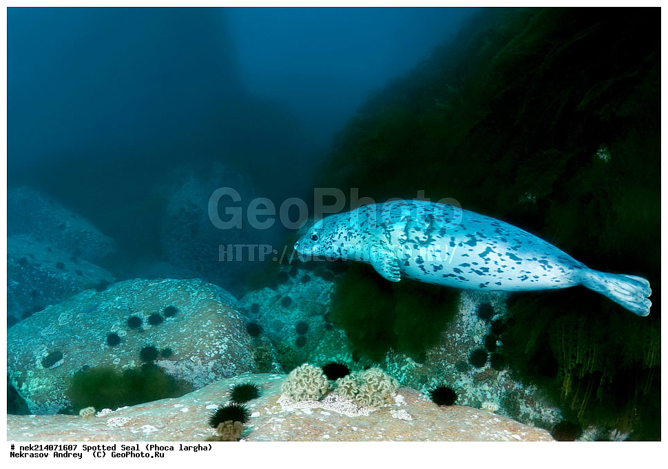 ��������, ��������, �������������, �������������, �����, �����, XYZ, ��������� ������, Phocidae, �����, ϸ����� �����, Phoca largha, Phoca vitulina largha, ���������������, ���������������, ������� ������, ������, ������, ����, �������������, �������������, �������������, ����������, ����������, ���������� ����, ����������, ��������, ������, �������, ����� �����, ����� ������, ���������, ��������� ����, ��������, ��������, �������� ����, �������� ����, ����������, ��������� ����, 
��������� ���, ���������, ���, �����, ����, ����, ������, ������, ������, �����, �������, ����� �������, ���, ����������, ��������, ��������, ��������, �������, ����, �������, �������, ��, ���������, ���������, ������, ��������, ��, ���, ���������, 
���������, ���������, ��������� ���, ��������� ������, �������, ����� �������, ����� �������, ������������, ���������, ������, �����, ������, ������, ����������, ����������, ������, ������, ������� ������, ������, ������, ����, �������, �����, ������, �������, ��������, ������; �������; ������, �����, ����, ��� �����, ����, ������� ��������, ����, ����, ����, �����, ����� ��������, ��������, �������������, �������������, ��������������, �����, ��������, �������������, ���, ����, ��������, �������������, ������������������, �������, �������������, ���������� �����, �, 633, �������������, ����������,�����, ��������, ����������, ��������� ������, �������������, ������, ������,, ������� �����, �������, �����
