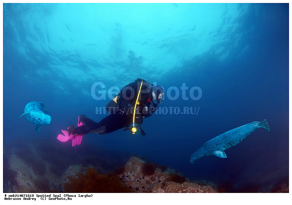 ��������, ��������, �������������, �������������, �����, �����, XYZ, ��������� ������, Phocidae, �����, ϸ����� �����, Phoca largha, Phoca vitulina largha, ���������������, ���������������, ������� ������, ������, ������, ����, �������������, �������������, �������������, ����������, ����������, ���������� ����, ����������, ��������, ������, �������, ����� �����, ����� ������, ���������, ��������� ����, ��������, ��������, �������� ����, �������� ����, ����������, ��������� ����, 
��������� ���, ���������, ���, �����, ����, ����, ������, ������, ������, �����, �������, ����� �������, ���, ����������, ��������, ��������, ��������, �������, ����, �������, �������, ��, ���������, ���������, ������, ��������, ��, ���, ���������, 
���������, ���������, ��������� ���, ��������� ������, �������, ����� �������, ����� �������, ������������, ���������, ������, �����, ������, ������, ����������, ����������, ������, ������, ������� ������, ������, ������, ����, �������, �����, ������, �������, ��������, ������; �������; ������, �����, ����, ��� �����, ����, ������� ��������, ����, ����, ����, �����, ����� ��������, ��������, �������������, �������������, ��������������, �����, ��������, �������������, ���, ����, ��������, �������������, ������������������, �������, �������������, ���������� �����, ������, �������, �����������, �����, ��������� ��������, �������, ��������� ������, �������������, ������, ������,, ������� �����, �������, �����