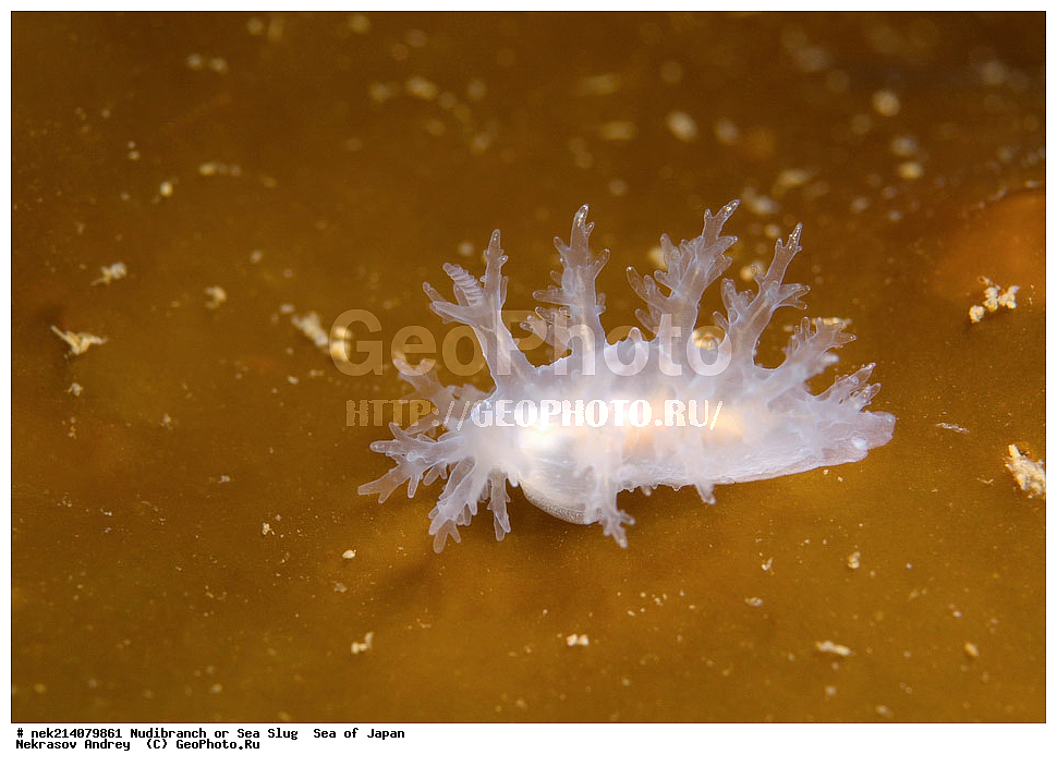 �������� ����, ���������������, ���������������, �������, ����������, ����������, ���������� ����, ����������, ��������, ����� �����, ����� ������, ��������, ��������� ����, �������� ����, ��������, ����, �������� ����, ����, �����, ������, ���������������, ��������, ��������, ����, �������, �������, ���, ���������, ���������, ��������� ���, �������������, �������������, ������������, ��������� ����, �����, �����, �������, ��������������, ������������, �������, Dendronotus frondosus, �f, ������������ �������, ������� �������, ������������, ������������,  ����������, ����������, ���������, ��������, ���������, ��������� ����������, ���, ���������, dive, diving, ��������� ����, ���������������, ���������������, ������� ������, ����������, ����������, ���������� ����, ����������, ��������, ������, �������, ����� �����, ����� ������, ���������, ��������� ����, ��������, ��������, �������� ����, �������� ����, ���������, ���, �����, ����, ����, ����, ������, ������, ������, �����, ������������, �������, ����� �������, ����������, ��������, ��������, ��������, �������, ������, ������, ����, �������, ��������, ����, ����, �������, �������, ��, ���������, ���������, ������, ��������, ��, ���, ���������, ���������, ���������, ��������� ���, ��������� ������, �������, �������, �������, �������,