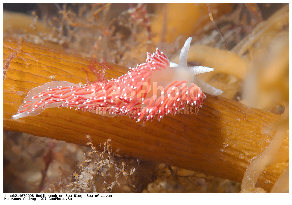 �������� ����, ���������������, ���������������, �������, ����������, ����������, ���������� ����, ����������, ��������, ����� �����, ����� ������, ��������, ��������� ����, �������� ����, ��������, ����, �������� ����, ����, �����, ������, ���������������, ��������, ��������, ����, �������, �������, ���, ���������, ���������, ��������� ���, �������������, �������������, ������������, ��������� ����, �����, �����, �������, ��������������, ������������, �������, Flabellina verrucosa, ������������ �������, ������� �������, ������������, ������������,  ����������, ����������, ���������, ��������, ���������, ��������� ����������, ���, ���������, dive, diving, ��������� ����, ���������������, ���������������, ������� ������, ����������, ����������, ���������� ����, ����������, ��������, ������, �������, ����� �����, ����� ������, ���������, ��������� ����, ��������, ��������, �������� ����, �������� ����, ���������, ���, �����, ����, ����, ����, ������, ������, ������, �����, ������������, �������, ����� �������, ����������, ��������, ��������, ��������, �������, ������, ������, ����, �������, ��������, ����, ����, �������, �������, ��, ���������, ���������, ������, ��������, ��, ���, ���������, ���������, ���������, ��������� ���, ��������� ������, �������, �������, �������, �������,