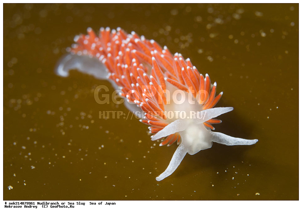 �������� ����, ���������������, ���������������, �������, ����������, ����������, ���������� ����, ����������, ��������, ����� �����, ����� ������, ��������, ��������� ����, �������� ����, ��������, ����, �������� ����, ����, �����, ������, ���������������, ��������, ��������, ����, �������, �������, ���, ���������, ���������, ��������� ���, �������������, �������������, ������������, ��������� ����, �����, �����, �������, ��������������, ������������, �������, Flabellina verrucosa, ������������ �������, ������� �������, ������������, ������������,  ����������, ����������, ���������, ��������, ���������, ��������� ����������, ���, ���������, dive, diving, ��������� ����, ���������������, ���������������, ������� ������, ����������, ����������, ���������� ����, ����������, ��������, ������, �������, ����� �����, ����� ������, ���������, ��������� ����, ��������, ��������, �������� ����, �������� ����, ���������, ���, �����, ����, ����, ����, ������, ������, ������, �����, ������������, �������, ����� �������, ����������, ��������, ��������, ��������, �������, ������, ������, ����, �������, ��������, ����, ����, �������, �������, ��, ���������, ���������, ������, ��������, ��, ���, ���������, ���������, ���������, ��������� ���, ��������� ������, �������, �������, �������, �������,