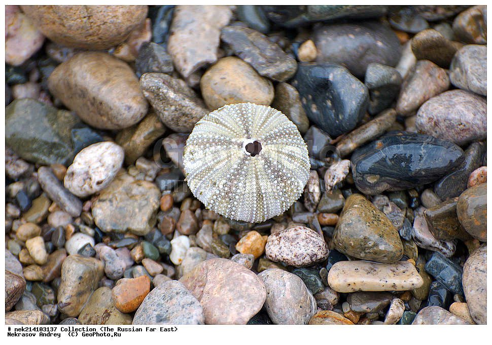 ������� ������, ������,, ��������, ���������� ����, ���������������, ������, �������