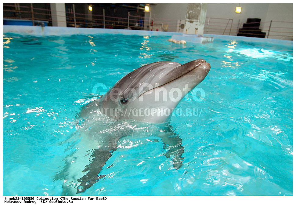 ������� ������, ������,, ��������, ���������� ����, ���������������, ������, �������, ����������,�����������, ��������, ������, �������, �����������, ������