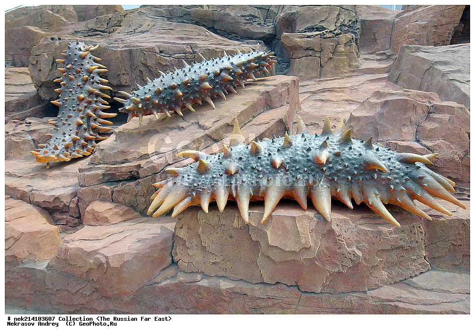 ������� ������, ������,, ��������, ���������� ����, ���������������, ������, �������, ����������,�����������, ��������, ������, �������, �����������, ������, ���������� ���������, ��������� 