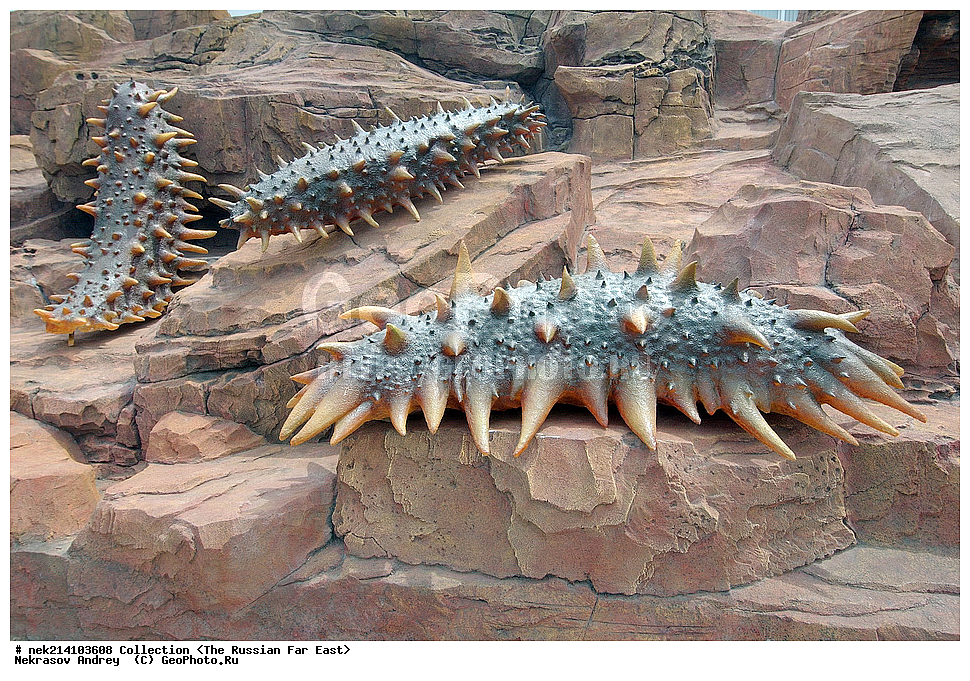 ������� ������, ������,, ��������, ���������� ����, ���������������, ������, �������, ����������,�����������, ��������, ������, �������, �����������, ������, ���������� ���������, ��������� 