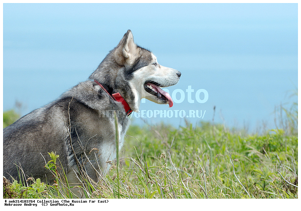 ������� ������, ������,, ��������, ���������� ����, ���������������, ������, �������, ����������� �������, ������, ���, �������, ������, ��������, ��������, �������������, �������������, �����, �����, �������, ������, XYZ, ������, �������, ������, Canidae, ������, Canis lupus familiaris, Canis familiaris