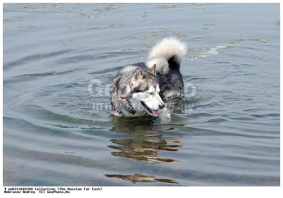 ������� ������, ������,, ��������, ���������� ����, ���������������, ������, �������, ����������� �������, ������, ���, �������, ������, ��������, ��������, �������������, �������������, �����, �����, �������, ������, XYZ, ������, �������, ������, Canidae, ������, Canis lupus familiaris, Canis familiaris