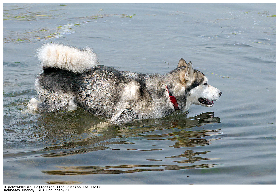 ������� ������, ������,, ��������, ���������� ����, ���������������, ������, �������, ����������� �������, ������, ���, �������, ������, ��������, ��������, �������������, �������������, �����, �����, �������, ������, XYZ, ������, �������, ������, Canidae, ������, Canis lupus familiaris, Canis familiaris