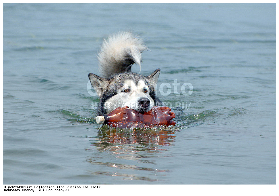 ������� ������, ������,, ��������, ���������� ����, ���������������, ������, �������, ����������� �������, ������, ���, �������, ������, ��������, ��������, �������������, �������������, �����, �����, �������, ������, XYZ, ������, �������, ������, Canidae, ������, Canis lupus familiaris, Canis familiaris