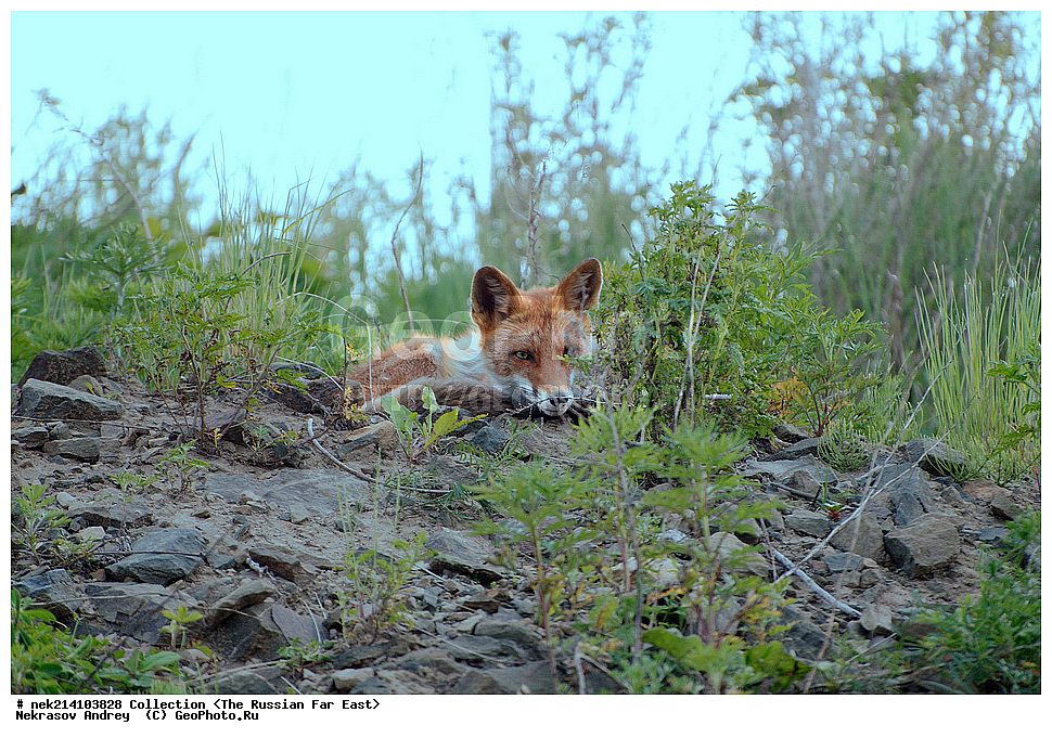 ������� ������, ������,, ��������, ���������� ����, ���������������, ������, �������, ����, Vulpes vulpes, �����������, ������, ���, �����, �����, ��������, ����� �������, ������ �������, ��������, ��������, �������������, �������������, �����, �����, �������, ������, XYZ, ������, �������, ������, Canidae, ������������ ������, ����� ������, ����, Vulpes vulpes