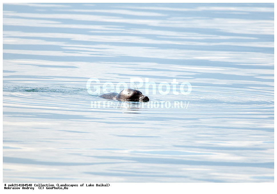 ������, ������, ������, �����, ����������� �����, ������, ��������, ����, ��������, ��������, ��������, �������������, �������������, ������� �������������, ������� �������������, ������� �����, XYZ, ��������� ������, Phocidae, ����������� �����, ����������� ������, Pusa sibirica, Phoca sibirica