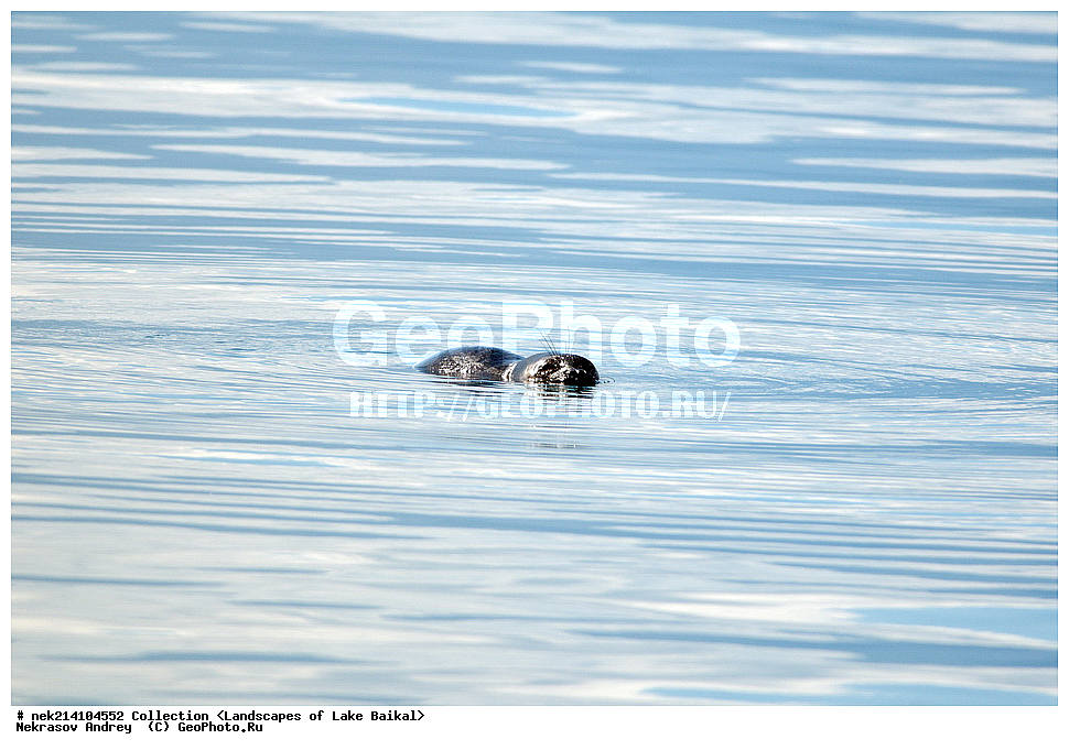 ������, ������, ������, �����, ����������� �����, ������, ��������, ����, ��������, ��������, ��������, �������������, �������������, ������� �������������, ������� �������������, ������� �����, XYZ, ��������� ������, Phocidae, ����������� �����, ����������� ������, Pusa sibirica, Phoca sibirica