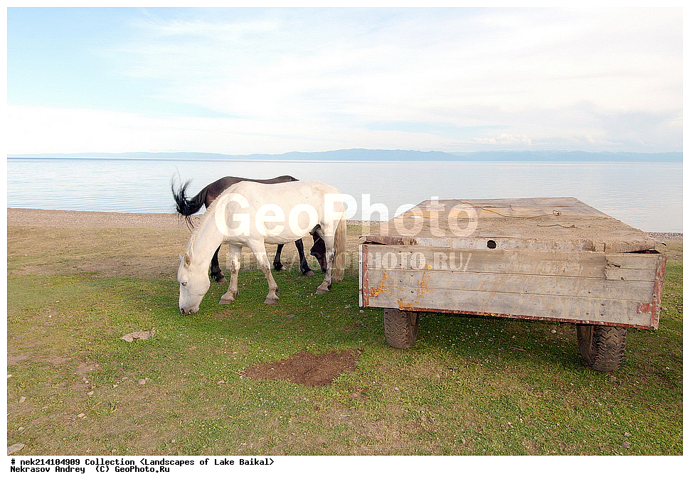 ������, ������, ������, �����, �������, ������� ���� , ������, ������, ������, �����, ������, ����, ����, ��������, �������, ������, ��������, ������, �����, ����, �������, ������, �������, ��������, ��������, �������������, �������������, �����, �����, XYZ, ���������, Equidae, �������� ������, Equus ferus caballus