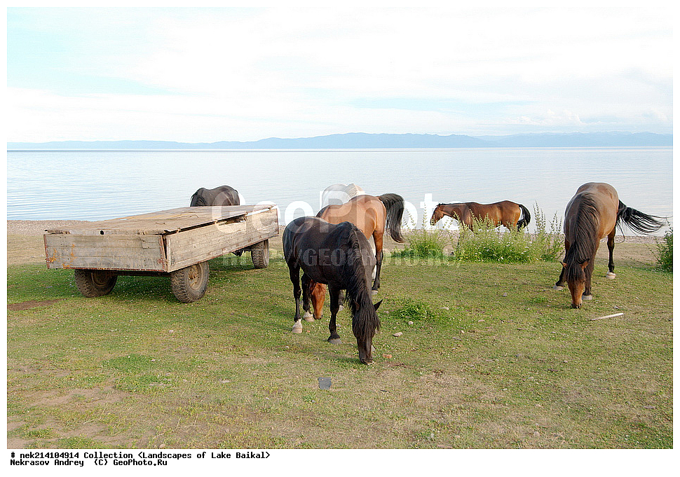 ������, ������, ������, �����, �������, ������� ���� , ������, ������, ������, �����, ������, ����, ����, ��������, �������, ������, ��������, ������, �����, ����, �������, ������, �������, ��������, ��������, �������������, �������������, �����, �����, XYZ, ���������, Equidae, �������� ������, Equus ferus caballus