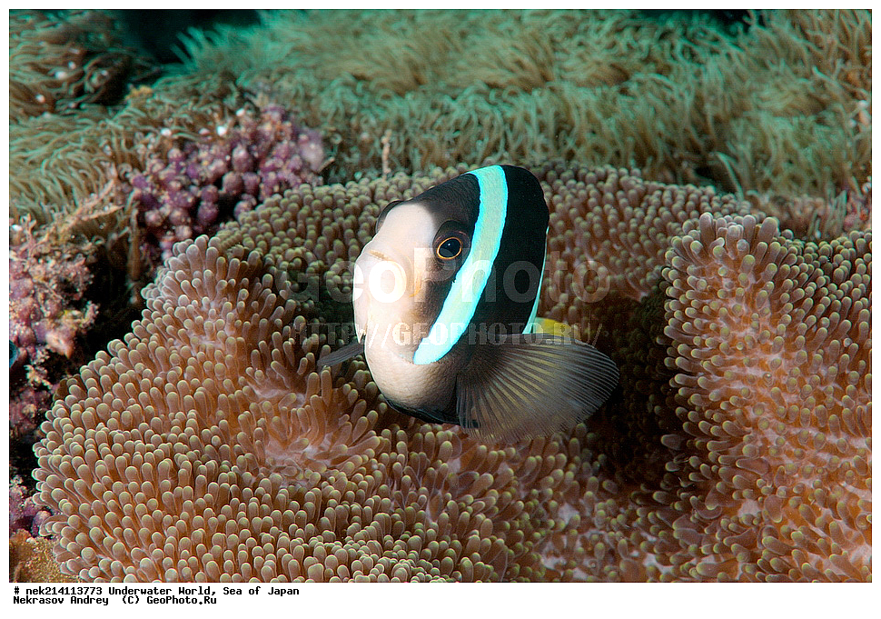  �������, �����, ���������, �����������, �������, �����������, ���������� ����, ����, �����, ������, �����, ��������, ��������, ����, ����, �������, �������, ���, ���������, ���������, ��������� ���, �������,��������� �����, ����� �����, ���-��������� ����, ��������� ���������, ����-������������� �������, ����-�������������, ����-�������������, ����, ����, ����������, ���������, ����, ����, ����, ������, ������, �������, �����, ����-�����, �������, �����������, �����������, �����������, �����, �������, �����, ������������, ��������, ���������, ���������, ��������� ���, ��������� ������, �������, ����� �������, ����� �������,   ����������, ����������,  ������� ������, ������, ������,  �����, ������, �������, ��������,   �����, ����, ��� �����, ����, ������� ��������, ����, ����, ����, �����, ����� ��������, ��������, �������������, �������������, ��������������, �����, ��������, �������������, ���, ����, ��������, �������������, ������������������, �������, �������������, ���������� �����,
