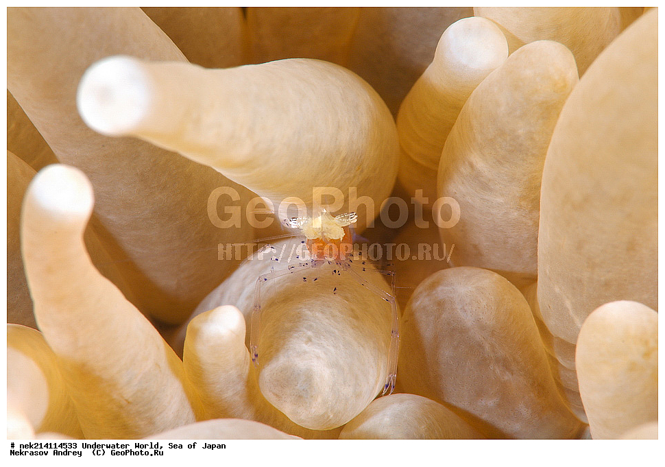  �������, �����, ���������, �����������, �������, �����������, ���������� ����, ����, �����, ������, �����, ��������, ��������, ����, ����, �������, �������, ���, ���������, ���������, ��������� ���, �������,��������� �����, ����� �����, ���-��������� ����, ��������� ���������, ����-������������� �������, ����-�������������, ����-�������������, ����, ����, ����������, �������, �����������, �����������, �����������, �����, �������, �����, ������������, ��������, ���������, ���������, ��������� ���, ��������� ������, �������, ����� �������, ����� �������,   ����������, ����������,  ������� ������, ������, ������,  �����, ������, �������, ��������,   �����, ����, ��� �����, ����, ������� ��������, ����, ����, ����, �����, ����� ��������, ��������, �������������, �������������, ��������������, �����, ��������, �������������, ���, ����, ��������, �������������, ������������������, �������, �������������, ���������� �����,
