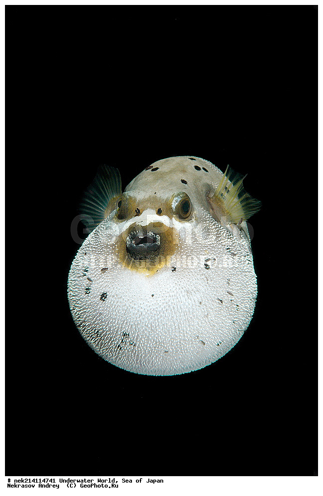  �������, �����, ���������, �����������, �������, �����������, ���������� ����, ����, �����, ������, �����, ��������, ��������, ����, ����, �������, �������, ���, ���������, ���������, ��������� ���, �������,��������� �����, ����� �����, ���-��������� ����, ��������� ���������, ����-������������� �������, ����-�������������, ����-�������������, ����, ����, ����������, ��������, ����, ����, ���, ����, ���������, ������� �������������, ��������, �������������, �������, ���������� �������, �������, �����������, �����������, �����������, �����, �������, �����, ������������, ��������