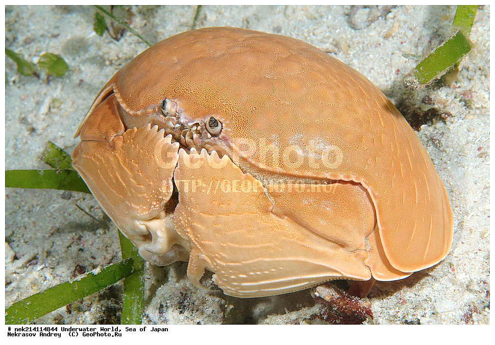  �������, �����, ���������, �����������, �������, �����������, ���������� ����, ����, �����, ������, �����, ��������, ��������, ����, ����, �������, �������, ���, ���������, ���������, ��������� ���, �������,��������� �����, ����� �����, ���-��������� ����, ��������� ���������, ����-������������� �������, ����-�������������, ����-�������������, ����, ����, ����������, ����, �����, ��������� ����, ���������, �������, �����������, �����������, �����������, �����, �������, �����, ������������, ��������