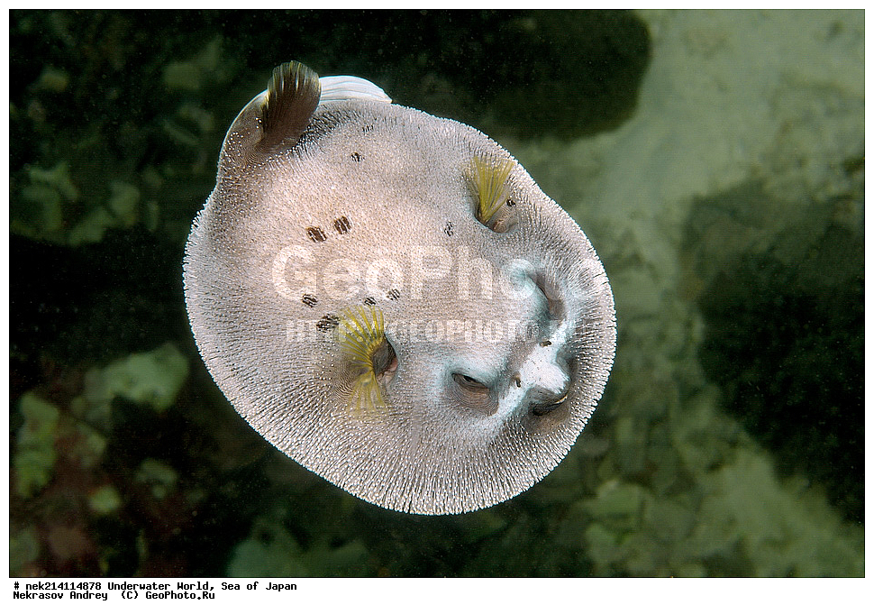  �������, �����, ���������, �����������, �������, �����������, ���������� ����, ����, �����, ������, �����, ��������, ��������, ����, ����, �������, �������, ���, ���������, ���������, ��������� ���, �������,��������� �����, ����� �����, ���-��������� ����, ��������� ���������, ����-������������� �������, ����-�������������, ����-�������������, ����, ����, ����������, ��������, ����, ����, ���, ����, ���������, ������� �������������, ��������, �������������, �������, ���������� �������, �������, �����������, �����������, �����������, �����, �������, �����, ������������, ��������