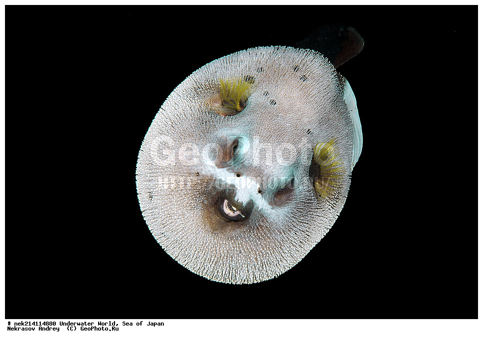  �������, �����, ���������, �����������, �������, �����������, ���������� ����, ����, �����, ������, �����, ��������, ��������, ����, ����, �������, �������, ���, ���������, ���������, ��������� ���, �������,��������� �����, ����� �����, ���-��������� ����, ��������� ���������, ����-������������� �������, ����-�������������, ����-�������������, ����, ����, ����������, ��������, ����, ����, ���, ����, ���������, ������� �������������, ��������, �������������, �������, ���������� �������, �������, �����������, �����������, �����������, �����, �������, �����, ������������, ��������