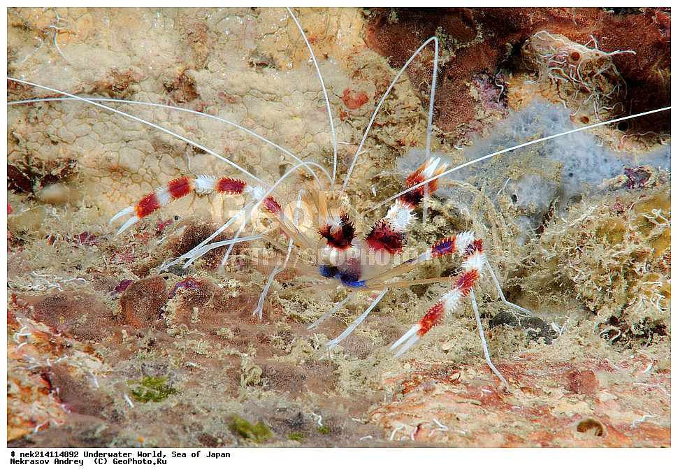  �������, �����, ���������, �����������, �������, �����������, ���������� ����, ����, �����, ������, �����, ��������, ��������, ����, ����, �������, �������, ���, ���������, ���������, ��������� ���, �������,��������� �����, ����� �����, ���-��������� ����, ��������� ���������, ����-������������� �������, ����-�������������, ����-�������������, ����, ����, ����������,  ���������, ��������, ������, �������� ������, ����������, ���������� ��������, �������, �����������, �����������, �����������, �����, �������, �����, ������������, ��������