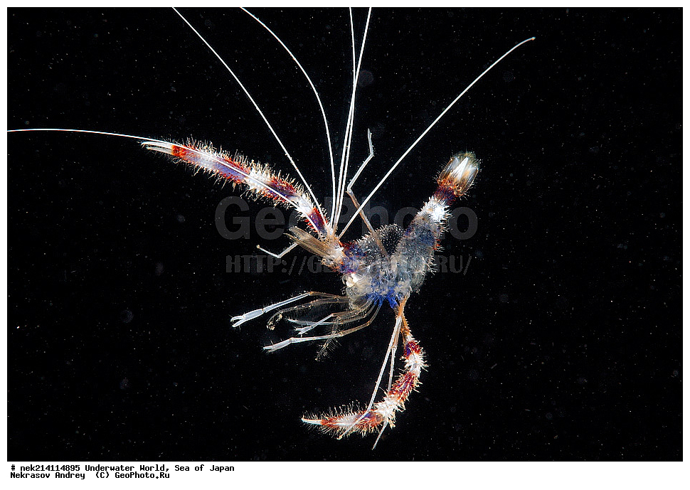  �������, �����, ���������, �����������, �������, �����������, ���������� ����, ����, �����, ������, �����, ��������, ��������, ����, ����, �������, �������, ���, ���������, ���������, ��������� ���, �������,��������� �����, ����� �����, ���-��������� ����, ��������� ���������, ����-������������� �������, ����-�������������, ����-�������������, ����, ����, ����������,  ���������, ��������, ������, �������� ������, ����������, ���������� ��������, �������, �����������, �����������, �����������, �����, �������, �����, ������������, ��������