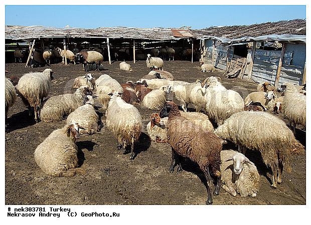 Ovis, Ovis orientalis, ������, �����, �������, ������, ���������, ���������, �������� ����, �������, ��������, �����, �������������, ����, �������������, ������������, �����������, ���������, ������, ������, ��������, �����, �������, ���������������, ���������������, �, �������, ���������, �����, ������ ������, ��������, ������, ���������, ���������, ��, ������, �����, �����, ������, �������, �����������, ������, ������, ��������, ��������, ��������, ��������, ������ � �����, �������������, �������������, �������������, �������������