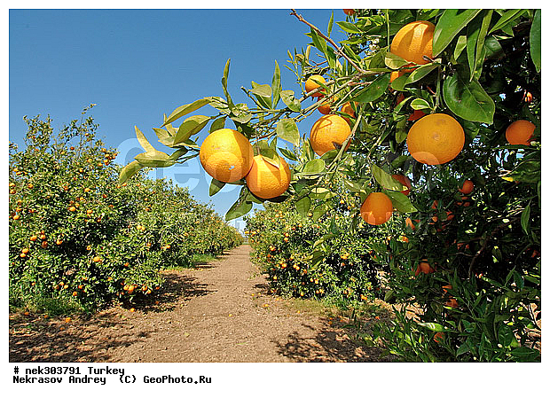 �����, �������, ������, ���������, ���������, ������, ������, ���������������, ���������������, �, �������, ���������, �����, ������ ������, ��������, ������, ���������, ���������, ��, ������, �����, ������, �������, �����������, ������, ������, ��������, ��������, ��������, ��������, ������ � �����, �������������, �������������, �������������, �������������, ������ ��������, ��������, �����, ���������� ��������, �������, ������� ��������, ������, �����, ����, �����, �����, �����, XYZ, �������, Rutaceae, ��������, Citrus x sinensis, Citrus sinensis