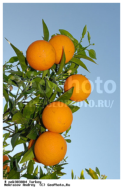 Citrus, Citrus sinensis, appelsina, ��������, �����, �������, ������, ���������, ���������, ����������, ���������������, ��������, �������, ��������������, ������, ������, ����������, ������������ ����, ���������������, ���������������, �, �������, ���������, �����, ������ ������, ��������, ��������� ������, ������, ���������, ���������, ��, ������, �����, ������, �������, �����������, ������, ������, ����������� �����, ����������� ����, ��������, ��������, ��������, ��������, ������ � �����, �������������, �������������, �������������, �������������, ������, ������ ��������, ��������, �����, ���������� ��������, �������, ������� ��������, ������, �����, ����, �����, �����, �����, XYZ, �������, Rutaceae, ��������, Citrus x sinensis, Citrus sinensis