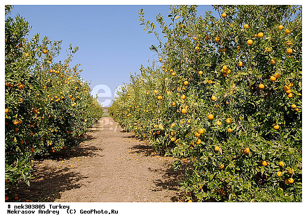 Citrus, Citrus sinensis, appelsina, ��������, �����, �������, ������, ���������, ���������, ����������, ���������������, ��������, �������, ��������������, ������, ������, ����������, ������������ ����, ���������������, ���������������, �, �������, ���������, �����, ������ ������, ��������, ��������� ������, ������, ���������, ���������, ��, ������, �����, ������, �������, �����������, ������, ������, ����������� �����, ����������� ����, ��������, ��������, ��������, ��������, ������ � �����, �������������, �������������, �������������, �������������, ������, ������ ��������, ��������, �����, ���������� ��������, �������, ������� ��������, ������, �����, ����, �����, �����, �����, XYZ, �������, Rutaceae, ��������, Citrus x sinensis, Citrus sinensis