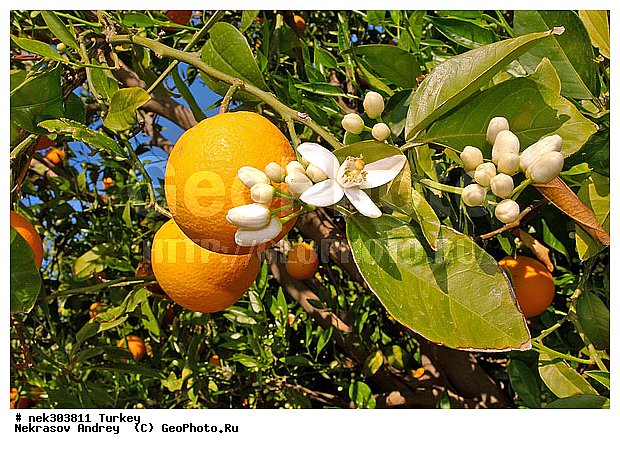 Citrus, Citrus sinensis, appelsina, ��������, �����, �������, ������, ���������, ���������, ����������, ���������������, ��������, �������, ��������������, ����������� �����, ����������� ������, ������, ������, ����������, ������������ ����, ���������������, ���������������, �, �������, ���������, �����, ������ ������, ��������, ��������� ������, ������, ���������, ���������, ��, ������, �����, ������, �������, �����������, ������, ������, ����������� �����, ����������� ����, ��������, ��������, ��������, ��������, ������ � �����, �������������, �������������, �������������, �������������, ������, ������ ��������, ��������, �����, ���������� ��������, �������, ������� ��������, ������, �����, ����, �����, �����, �����, XYZ, �������, Rutaceae, ��������, Citrus x sinensis, Citrus sinensis