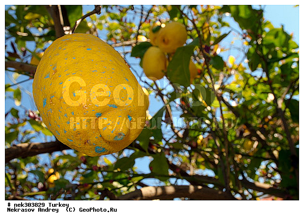 C. limon, Citrus, Citrus limon, Citrus � limon, limon, �����, �������, ������, ���������, ���������, ����������, �����, ���������������, ��������, �������, ��������������, ������, ������, ����������, ���������������, ���������������, �, �������, ���������, �����, ������ ������, ��������, ������, ���������, ���������, ��, ������, �����, ������, ����, �������, �����������, ������, ������, ����������� �����, ����������� ����, ��������, ��������, ��������, ��������, ������ � �����, �������������, �������������, �������������, �������������, ������