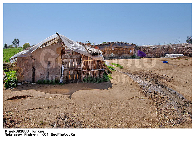 Ovis, Ovis orientalis, ������, �����, �������, ������, ���������, ���������, �������� ����, �������, ��������, �����, �������������, ����, �������������, ������������, �����������, ���������, ������, ������, ��������, �����, �������, ���������������, ���������������, �, �������, ���������, �����, ������ ������, ��������, ������, ���������, ���������, ��, ������, �����, �����, ������, �������, �����������, ������, ������, ��������, ��������, ��������, ��������, ������ � �����, �������������, �������������, �������������, �������������