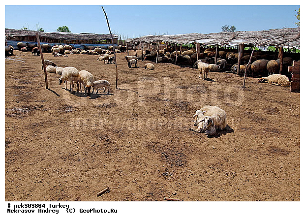 Ovis, Ovis orientalis, ������, �����, �������, ������, ���������, ���������, �������� ����, �������, ��������, �����, �������������, ����, �������������, ������������, �����������, ���������, ������, ������, ��������, �����, �������, ���������������, ���������������, �, �������, ���������, �����, ������ ������, ��������, ������, ���������, ���������, ��, ������, �����, �����, ������, �������, �����������, ������, ������, ��������, ��������, ��������, ��������, ������ � �����, �������������, �������������, �������������, �������������