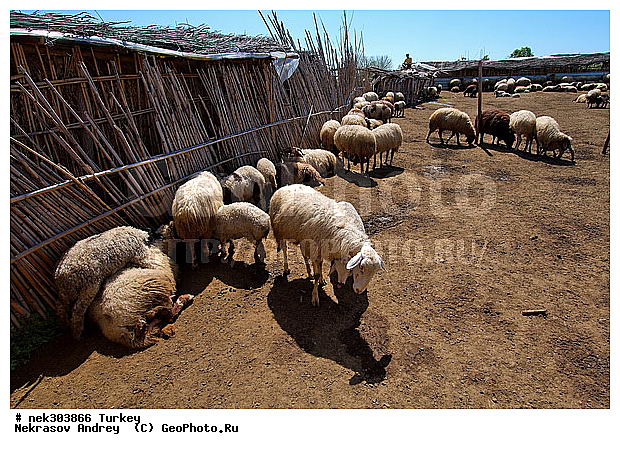 Ovis, Ovis orientalis, ������, �����, �������, ������, ���������, ���������, �������� ����, �������, ��������, �����, �������������, ����, �������������, ������������, �����������, ���������, ������, ������, ��������, �����, �������, ���������������, ���������������, �, �������, ���������, �����, ������ ������, ��������, ������, ���������, ���������, ��, ������, �����, �����, ������, �������, �����������, ������, ������, ��������, ��������, ��������, ��������, ������ � �����, �������������, �������������, �������������, �������������