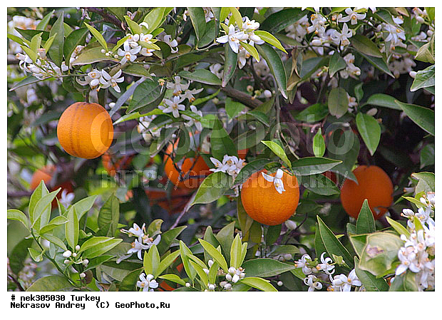 Citrus, Citrus sinensis, appelsina, ��������, �����, �������, ������, ���������, ���������, ����������, ���������������, ��������, �������, ��������������, ����������� �����, ����������� ������, ������, ������, ����������, ������������ ����, ���������������, ���������������, �, �������, ���������, �����, ������ ������, ��������, ��������� ������, ������, ���������, ���������, ��, ������, �����, ������, �������, �����������, ������, ������, ����������� �����, ����������� ����, ��������, ��������, ��������, ��������, ������ � �����, �������������, �������������, �������������, �������������, ������, ������ ��������, ��������, �����, ���������� ��������, �������, ������� ��������, ������, �����, ����, �����, �����, �����, XYZ, �������, Rutaceae, ��������, Citrus x sinensis, Citrus sinensis