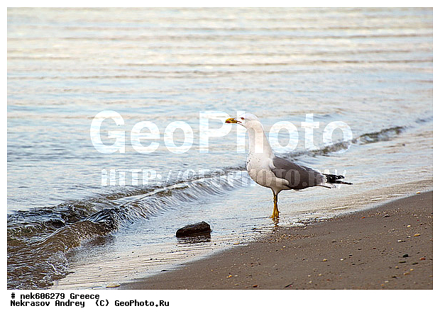 Gull, Larus, Linnaeus, gulls, ������, ������, �����������, �����������, �����������, �����������, ��������������, ���������, ��������, ��������, �, �����, ���������, ���������, ���������, ���������, ���������, ��������, ��������, ������, ���������, ���������, ����, ��, �����, ������, ������, ����������, ���������� ���������, �����������, �����������, ������, �������������, �������������, �������������, �������������, �����, �����