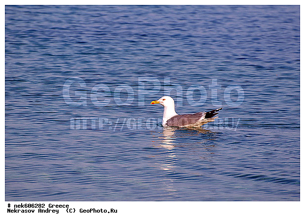 Gull, Larus, Linnaeus, gulls, ������, ������, �����������, �����������, �����������, �����������, ��������������, ���������, ��������, ��������, �, �����, ���������, ���������, ���������, ���������, ���������, ��������, ��������, ������, ���������, ���������, ����, ��, �����, ������, ������, ����������, ���������� ���������, �����������, �����������, ������, �������������, �������������, �������������, �������������, �����, �����